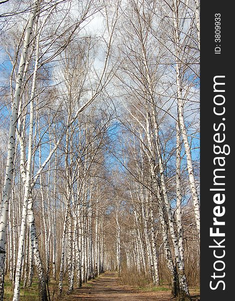 Birches landscape with a path