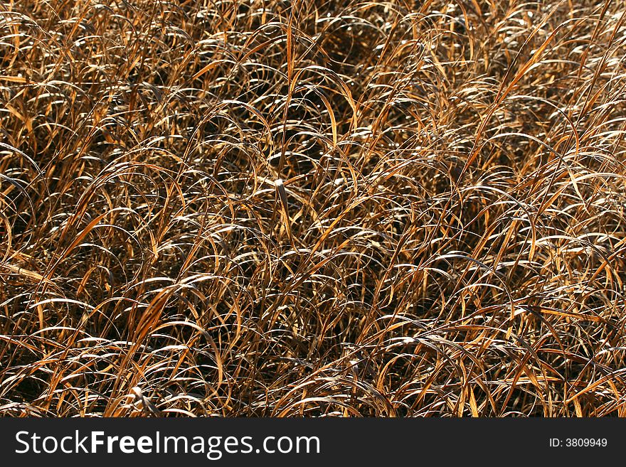 A whole bunch of backlit grasses, good background texture. A whole bunch of backlit grasses, good background texture