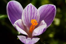 White-violet Crocus Royalty Free Stock Photo