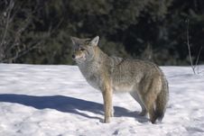 Coyote. Stock Images