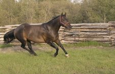 Running Horse. Royalty Free Stock Image Running Horse. Royalty Free Stock Image