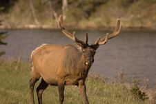 Bull Elk In Velvet. Stock Photography