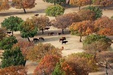 Cattle In Maple Forest Stock Photo Cattle In Maple Forest Stock Photo