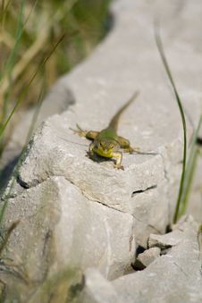 Lizard Stock Image