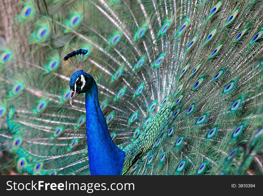 A photo of a peacock showing off for courtship at the Kansas City Zoo. A photo of a peacock showing off for courtship at the Kansas City Zoo
