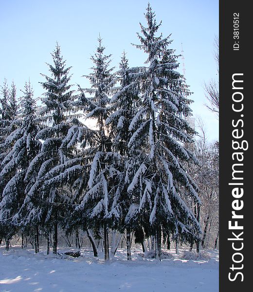 Snow covered firs at winter park. Snow covered firs at winter park