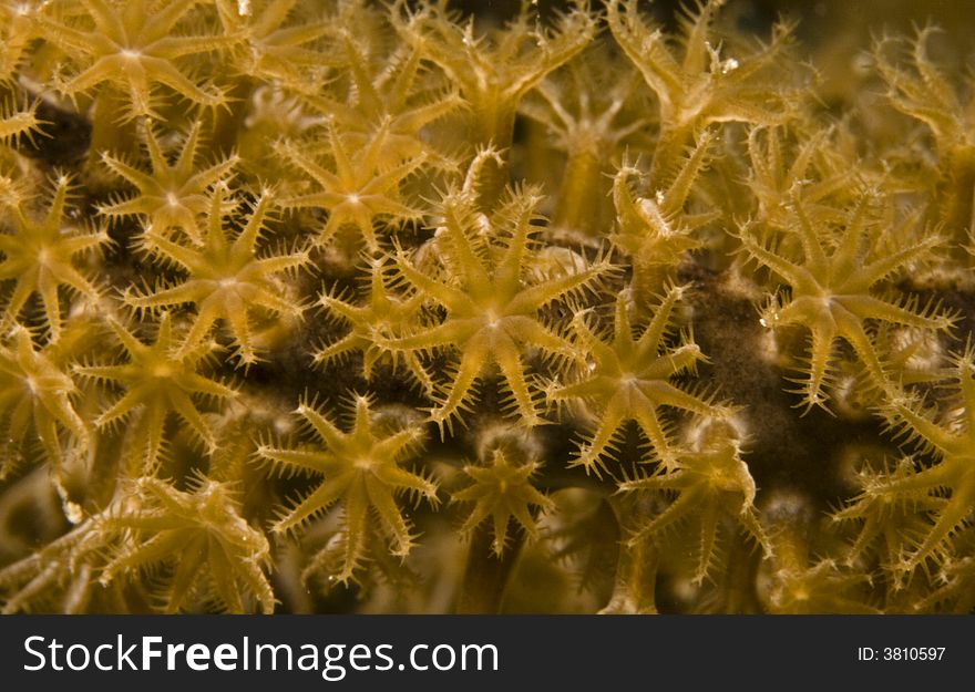 Macro photo of coral polyps feeding at night. Macro photo of coral polyps feeding at night