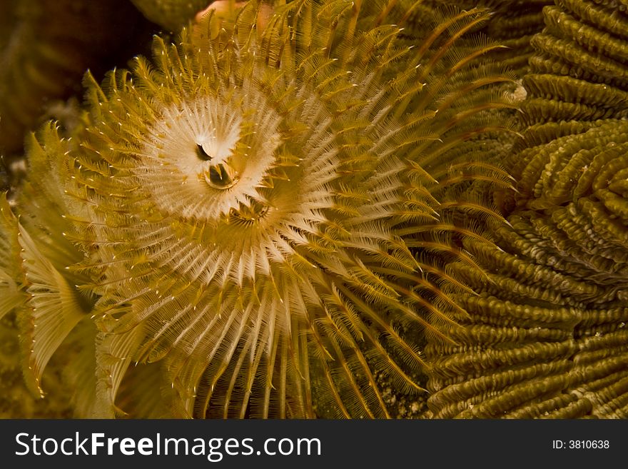 Extended christmas tree worm in colony
