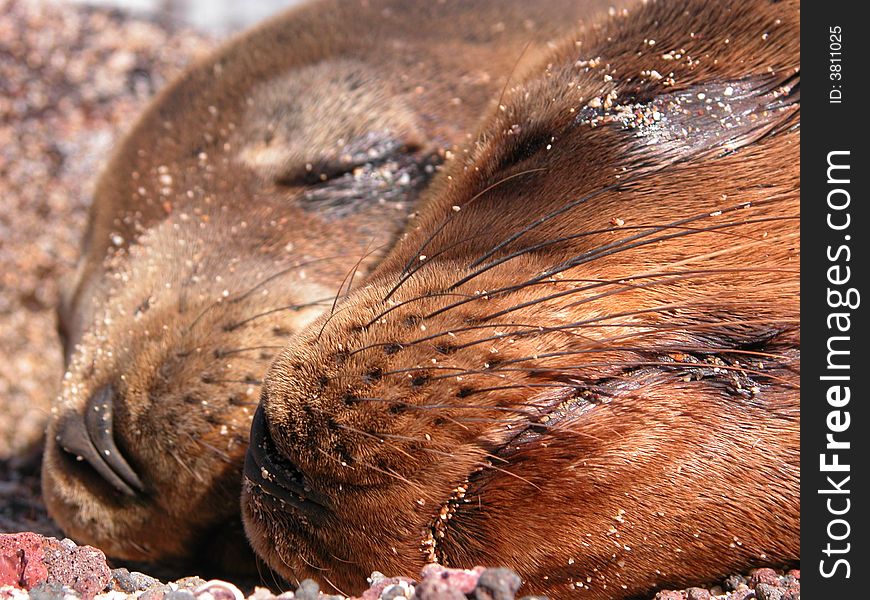 Two seals sleeping together in The Galapagos Islands. Two seals sleeping together in The Galapagos Islands.