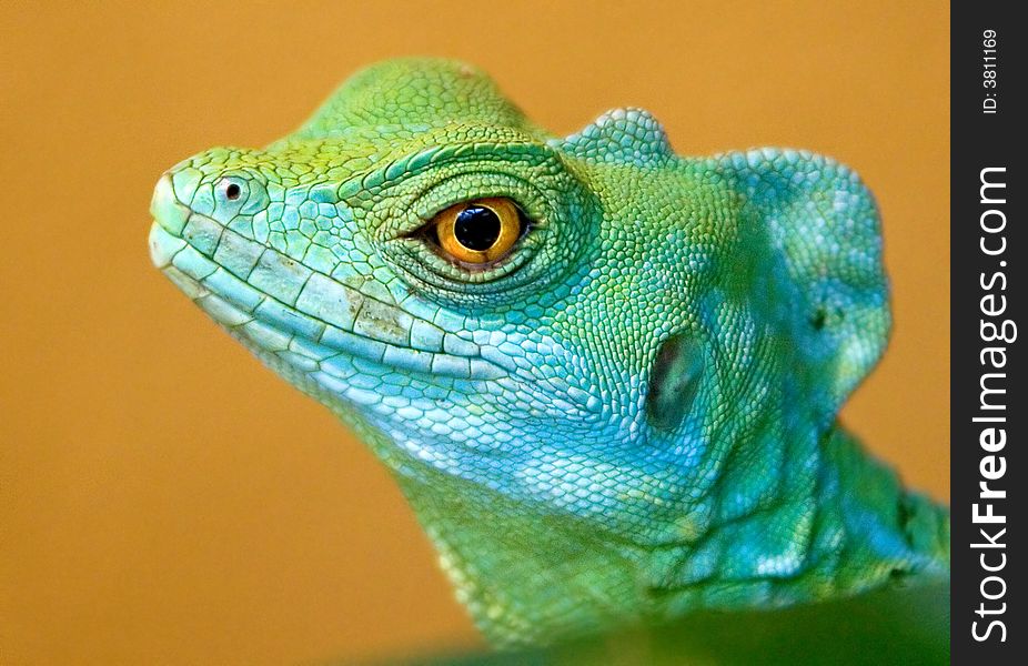 Head of Green Basilisk lizard. Head of Green Basilisk lizard