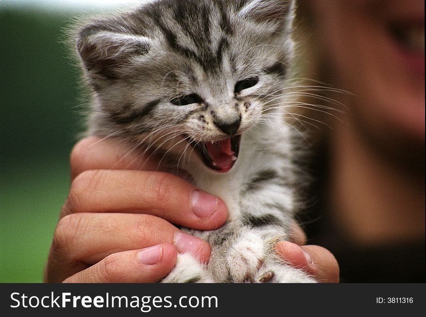 Kitten in the hand of a proud owner