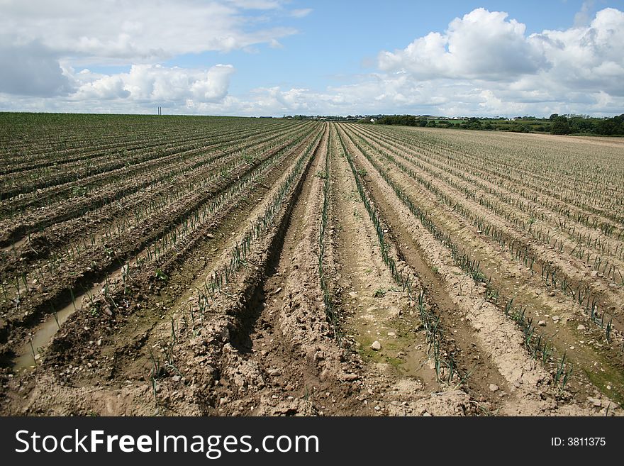 Field planted in furrows in Northern Ireland