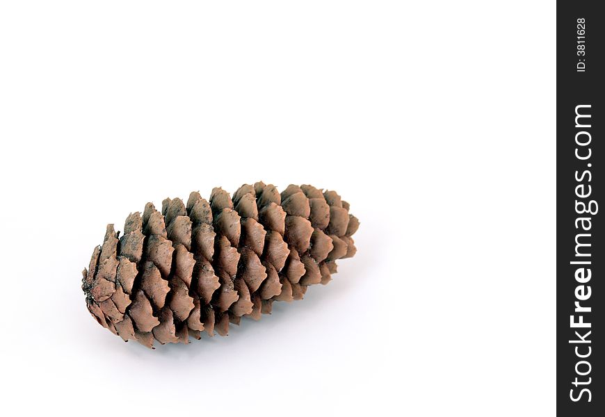 Pine Cone