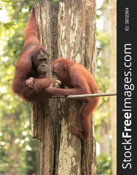 One Orang-Utan feeding another - Sepilok Rehabilitation Centre, Sabah, Malaysia