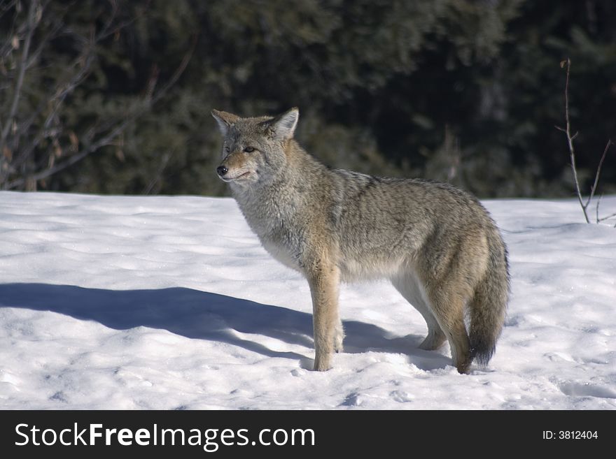 Coyote shot in Jasper National Park. Coyote shot in Jasper National Park