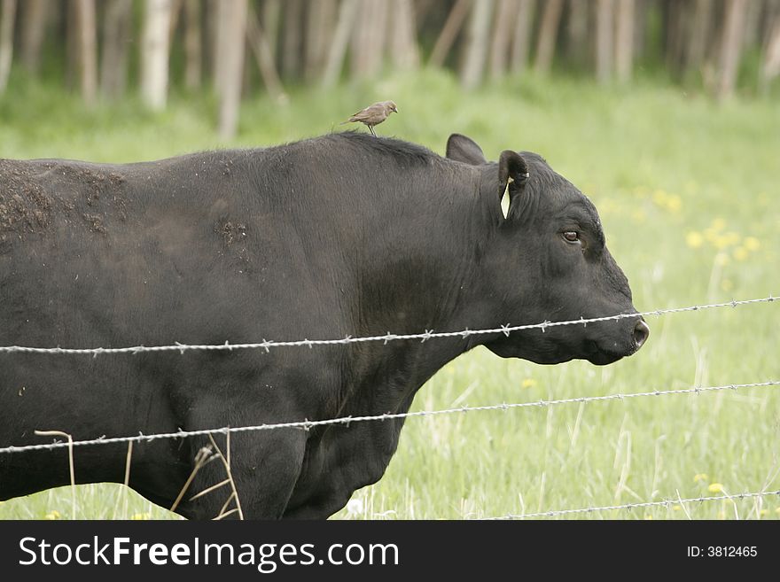 Bird riding on back of bull in field. Bird riding on back of bull in field.