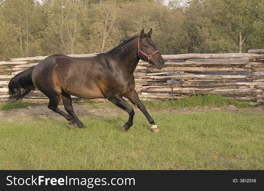 Horse running in corral or paddock. Horse running in corral or paddock.