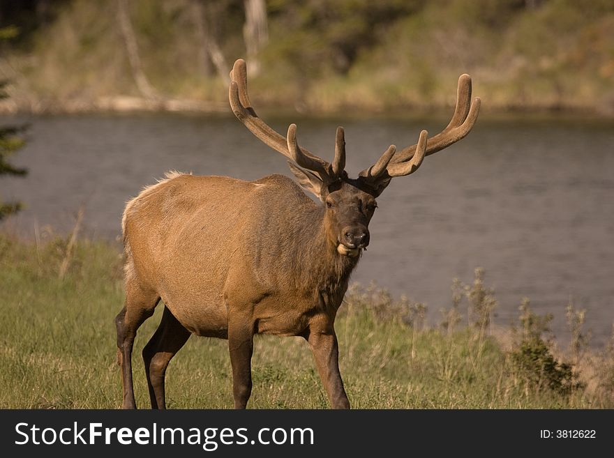 Bull elk in velvet, shot in Canadian Rocky Mountians. Bull elk in velvet, shot in Canadian Rocky Mountians.