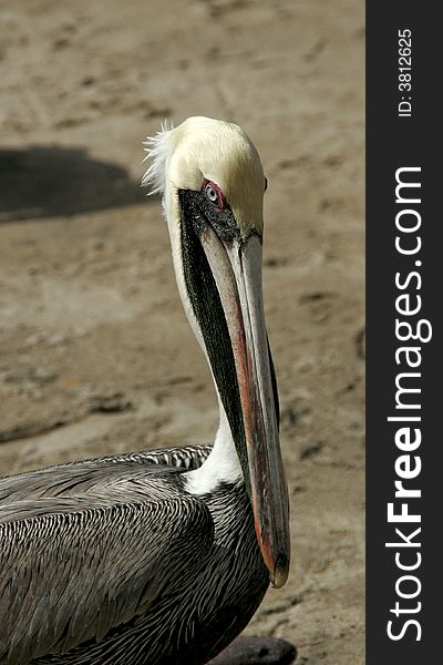 Brown pelican shot in Mexico. Brown pelican shot in Mexico.