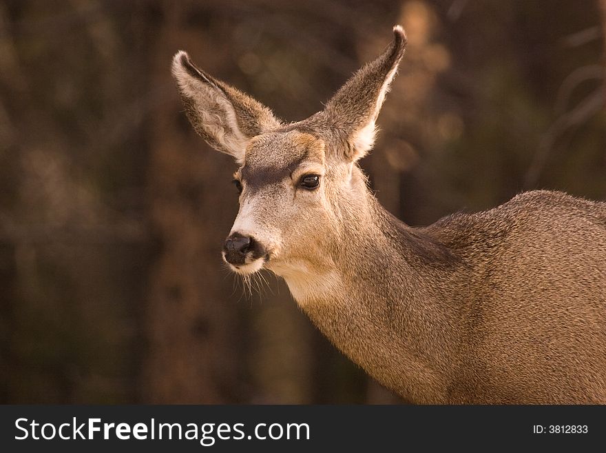 Mule deer shot in Jasper National Park. Mule deer shot in Jasper National Park.