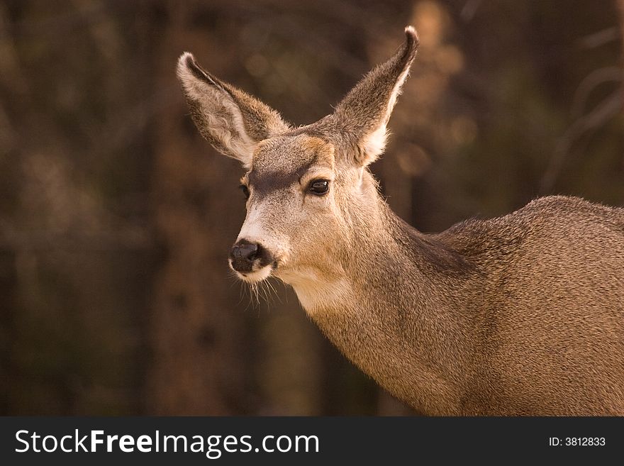 Mule deer.