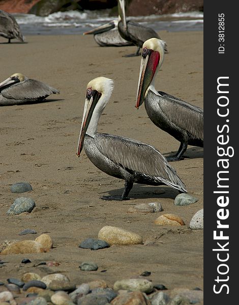 Brown pelican shot in Mexico. Brown pelican shot in Mexico.