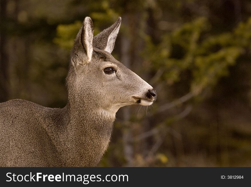 Mule deer shot in Jasper National Park. Mule deer shot in Jasper National Park.