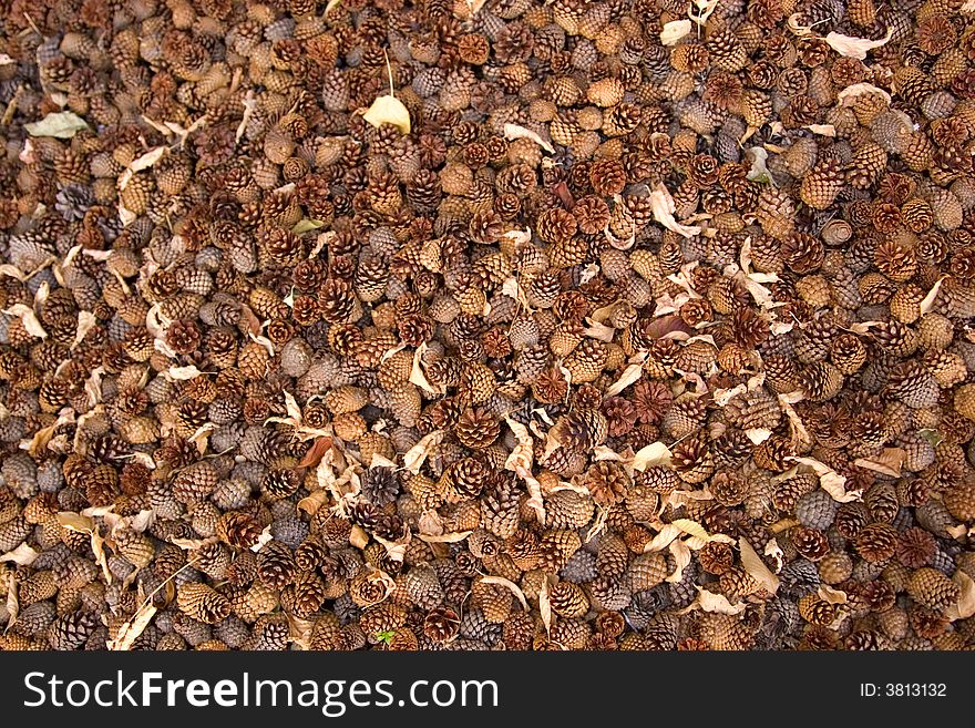 Background of pine cones and leaves. Background of pine cones and leaves.