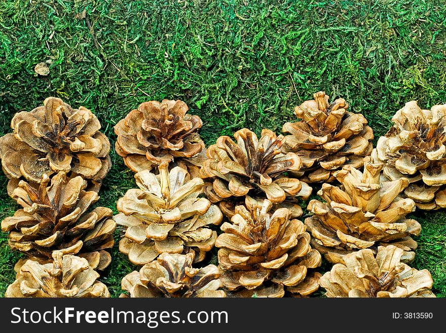 Bunch of pine cones on the grass. Bunch of pine cones on the grass