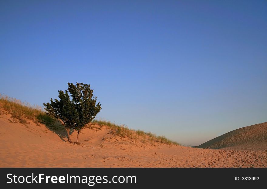 Single tree in Silver lake sand dunes. Single tree in Silver lake sand dunes