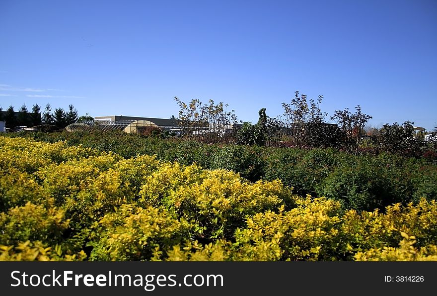 Rows of croton and rose plants in a nursery. Rows of croton and rose plants in a nursery