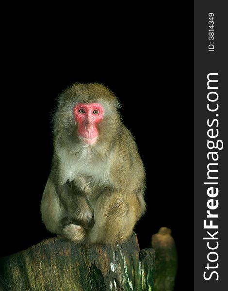 Young japanese macaque portrait shot