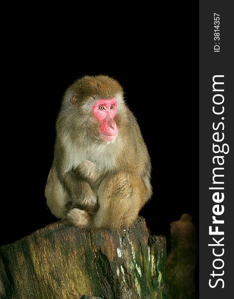 Young japanese macaque portrait shot