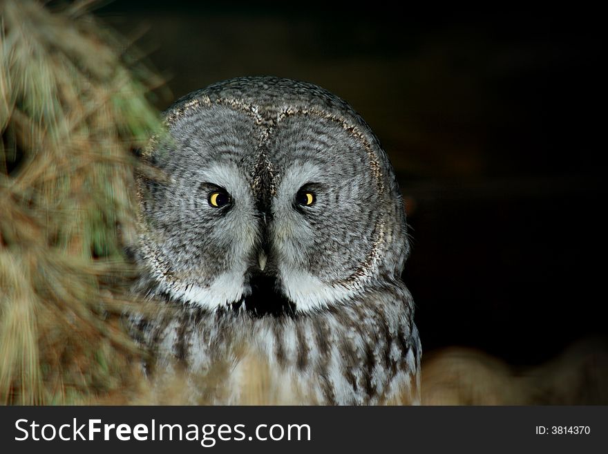 A portrait of gray owl on the tree