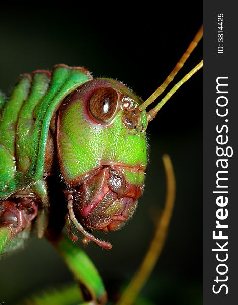 Big grasshopper head close-up shot
