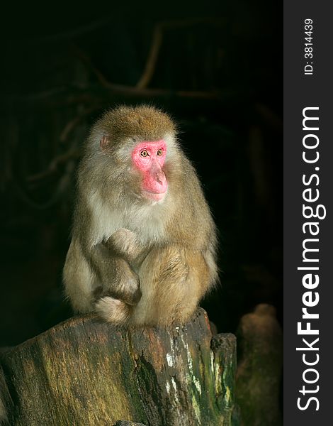 Young japanese macaque portrait shot