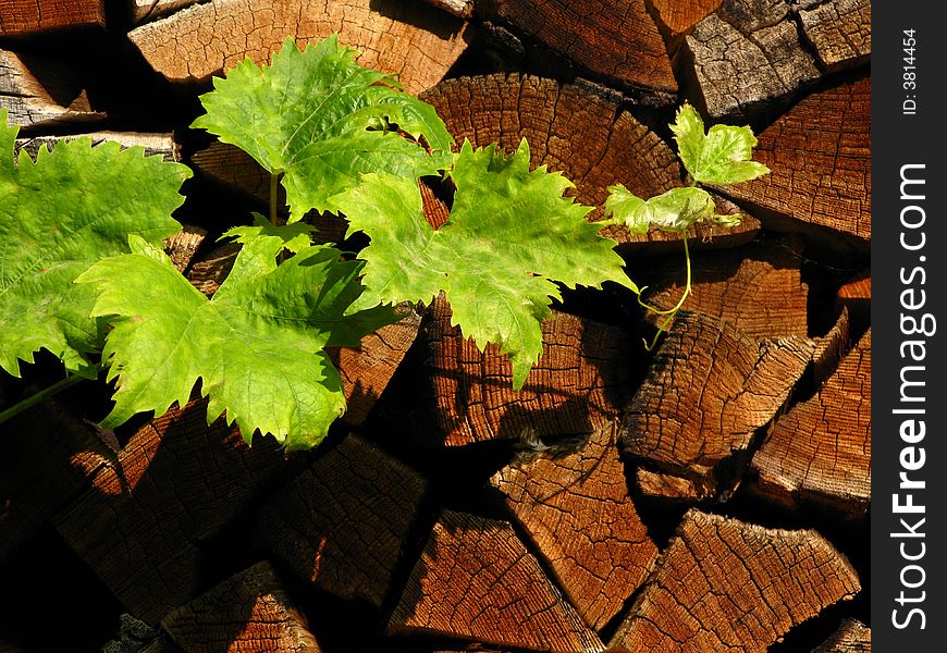 A grape wine against a fire wood background in natural afternoon sun. A grape wine against a fire wood background in natural afternoon sun.