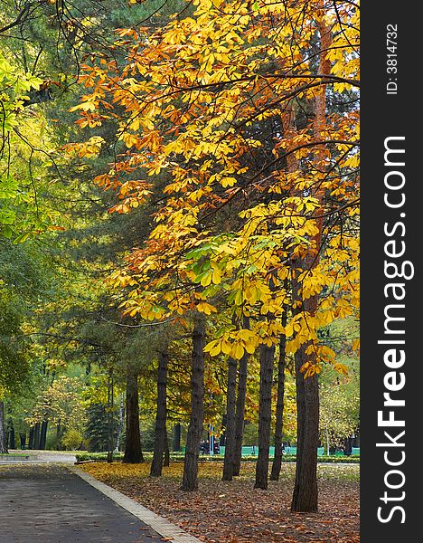 Autumn avenue in park