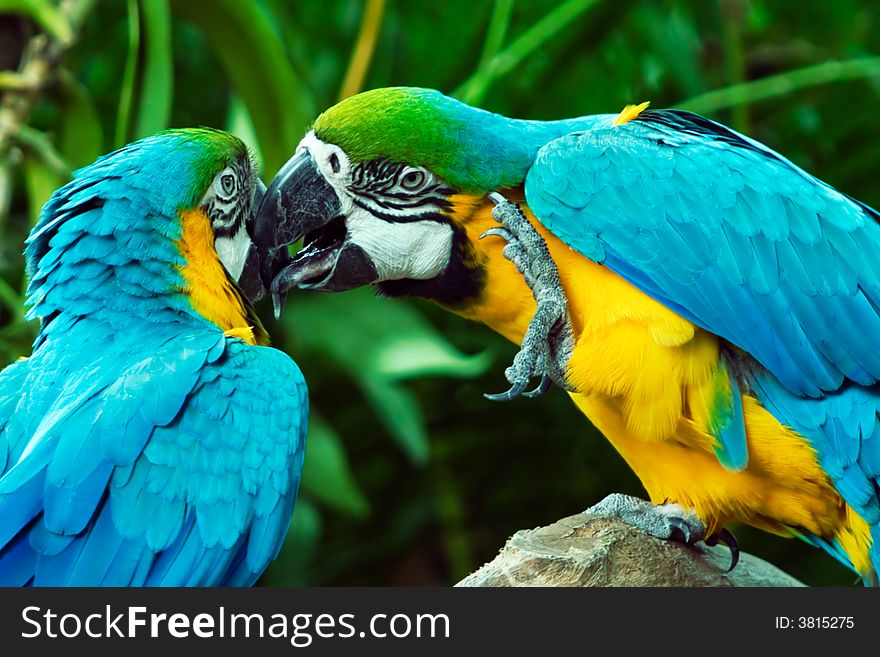 Two blue and gold macaws having an intimate relationship. Two blue and gold macaws having an intimate relationship