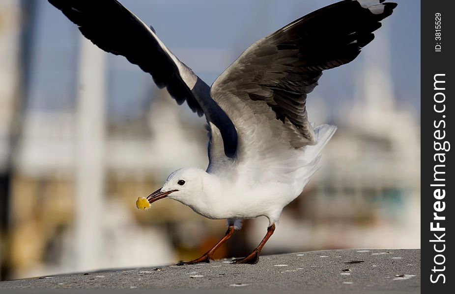 The gull take a bread