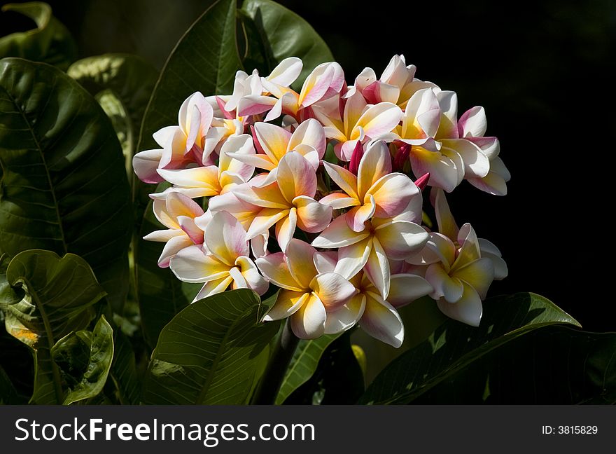 Plumeria Blossoms