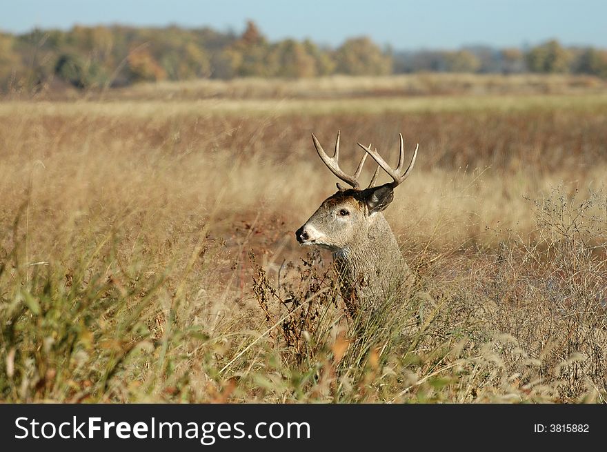 The head and antlers of a white-tailed deer buck above the grassland prairie. The head and antlers of a white-tailed deer buck above the grassland prairie.