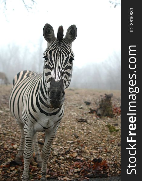 A unique image of a zebra on a very foggy winter day.