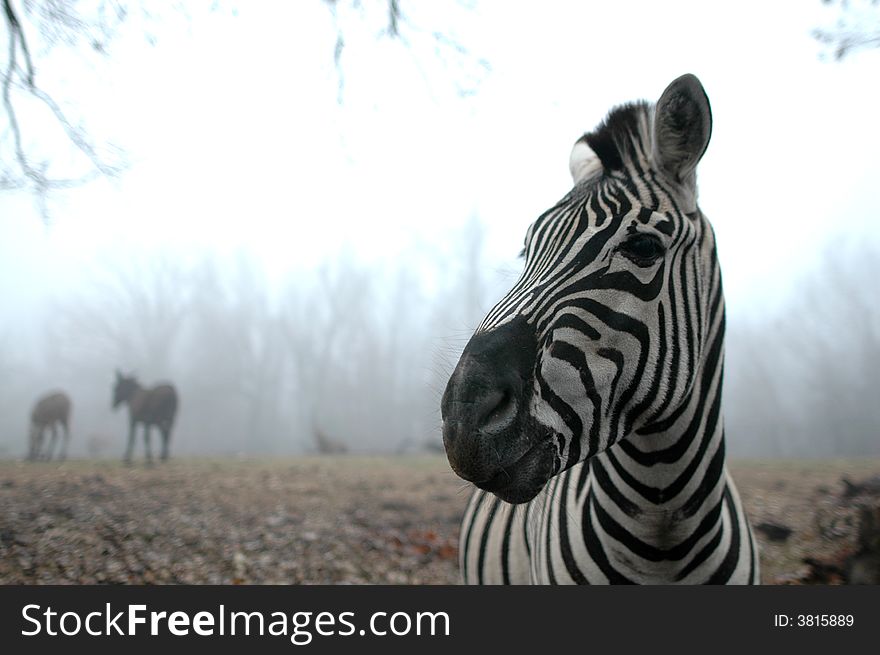 A striped zebra stands in front of a foggy forest on a winter day. A striped zebra stands in front of a foggy forest on a winter day.
