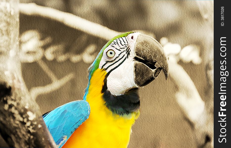 Cute colorful parrot over toned sepia background