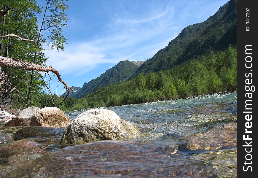 Tree roots in the rocky mountain river. Tree roots in the rocky mountain river