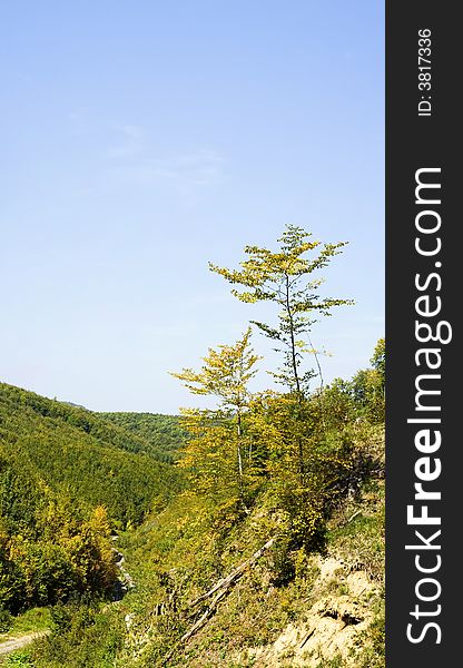 Deciduous forest setting in summer