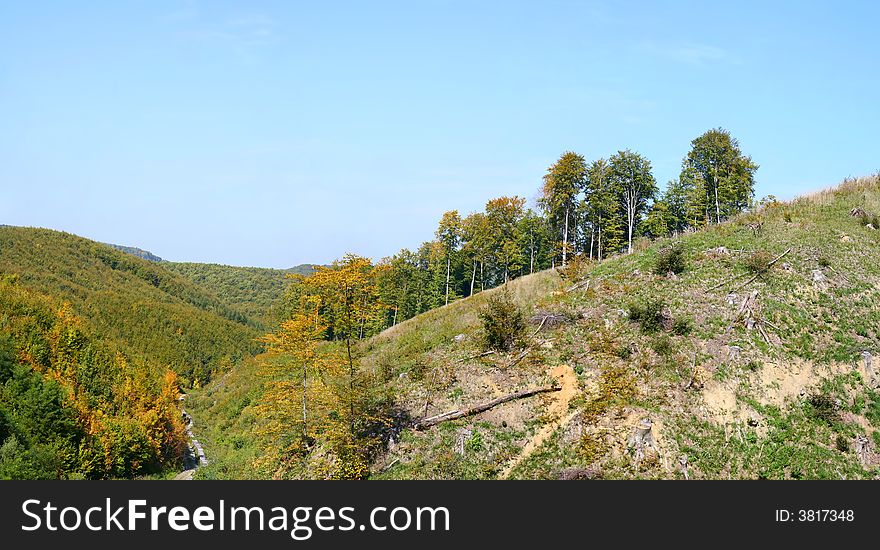 Deciduous forest setting in summer