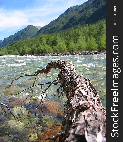 Tree roots over the rocky mountain river. Tree roots over the rocky mountain river