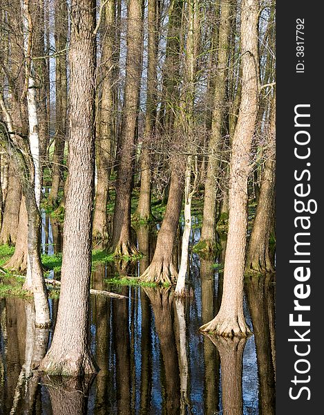 Trees and sky mirroring in water